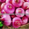 china red onion price